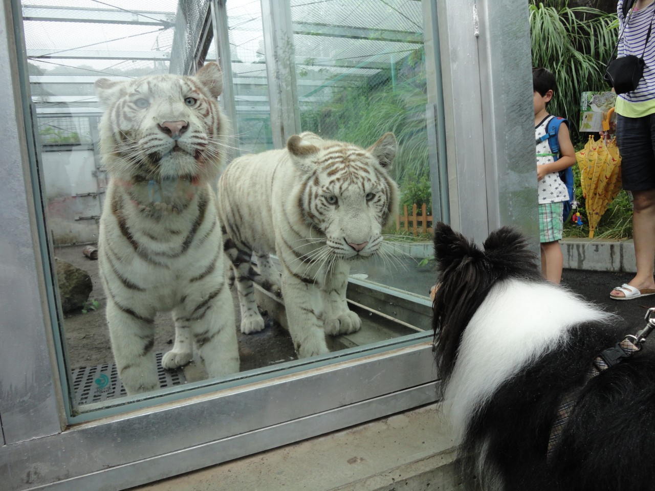 伊豆熱川温泉 プチホテル サザンウインド 宿泊プラン一覧 楽天トラベル 伊豆熱川温泉 プチホテル サザンウインド 宿泊プラン一覧 楽天トラベル