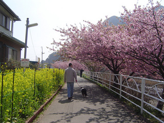 河津桜会場