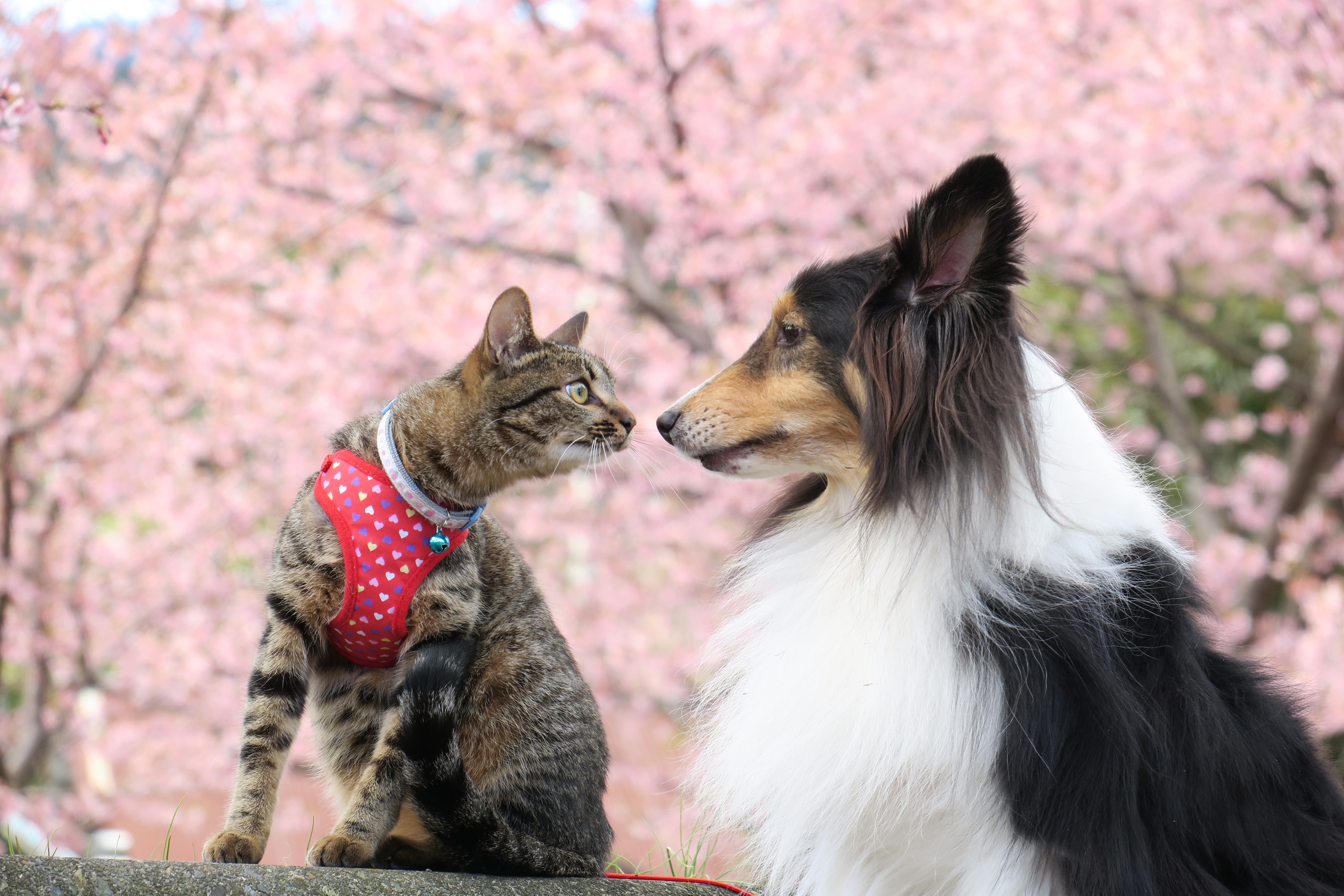 新入りの猫と河津桜見物