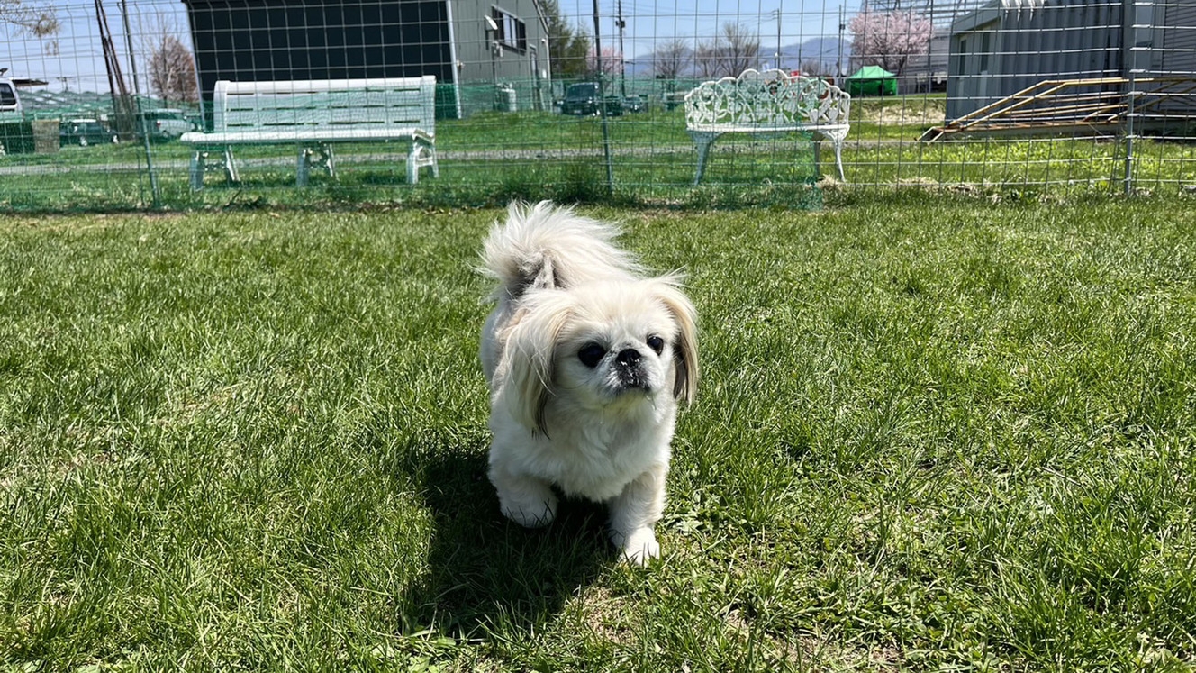 【愛犬と一緒！朝食付】ドッグフレンドリープラン