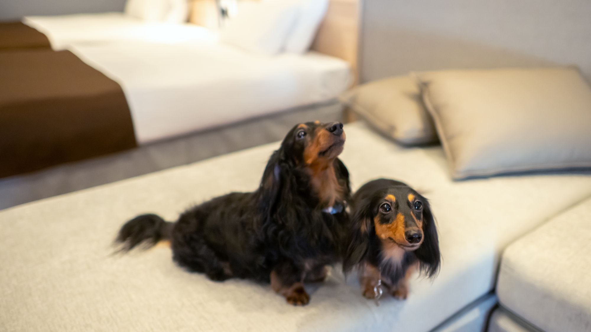 愛犬と泊まれるプレミアムツインルーム