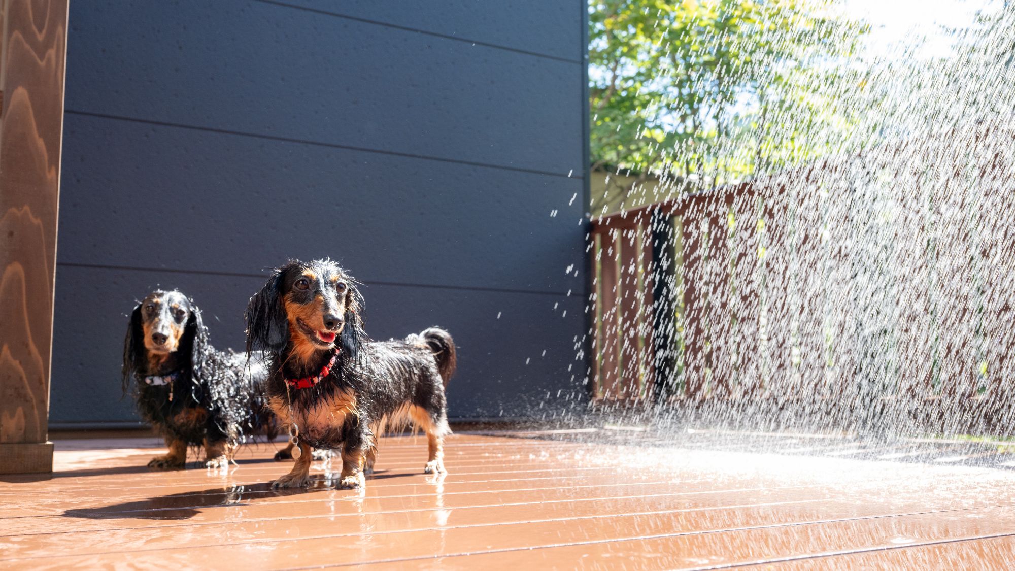愛犬と泊まれるプレミアムツインルーム
