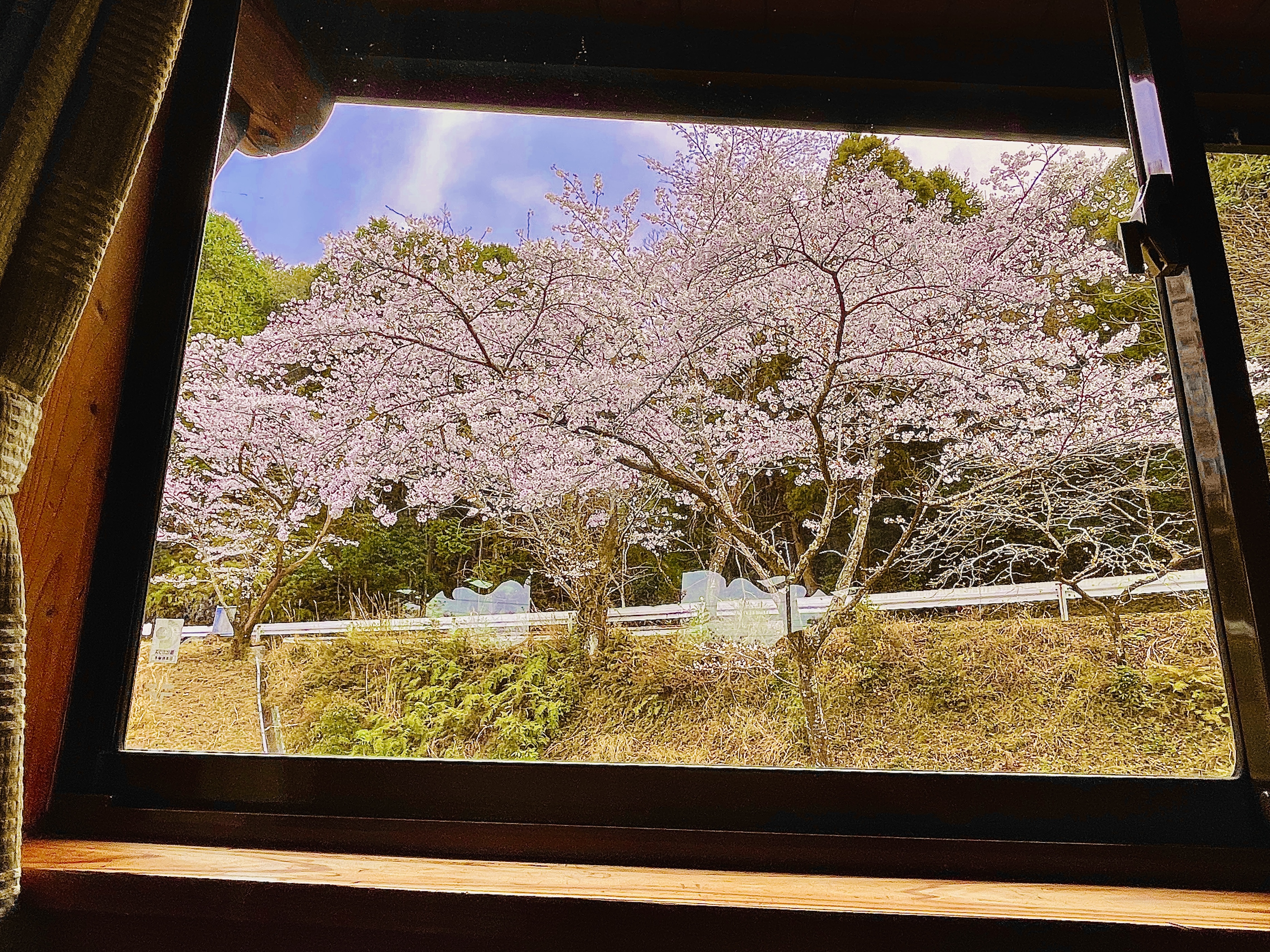 103　部屋からの桜