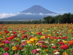 花の都　百日草