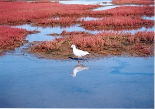 【さんご草と野鳥】