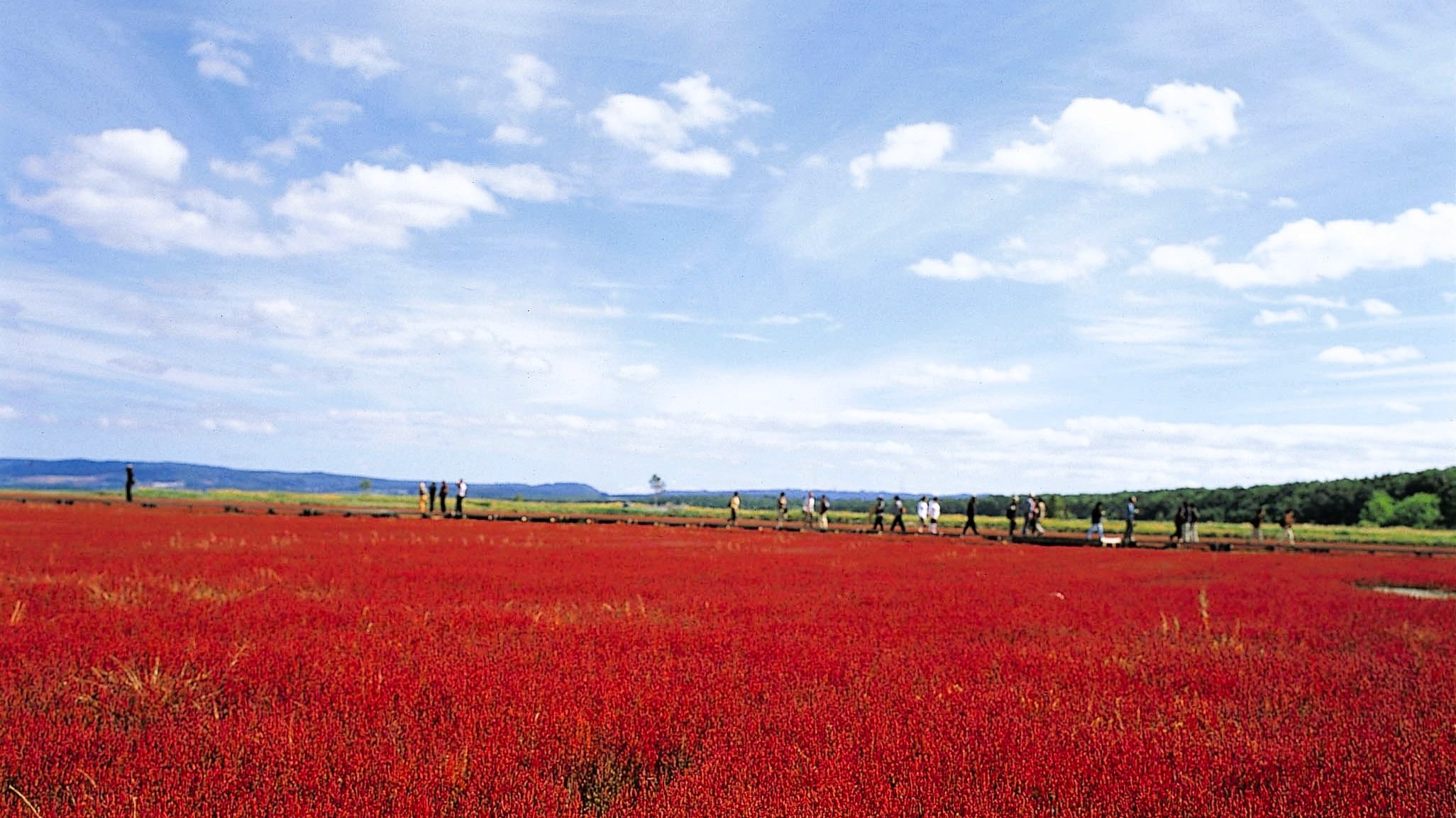 能取湖サンゴ草（一社）網走市観光協会
