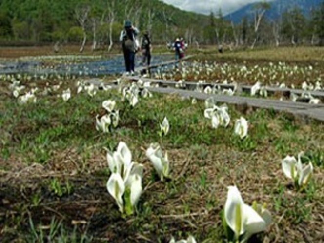 尾瀬ヶ原・水芭蕉.