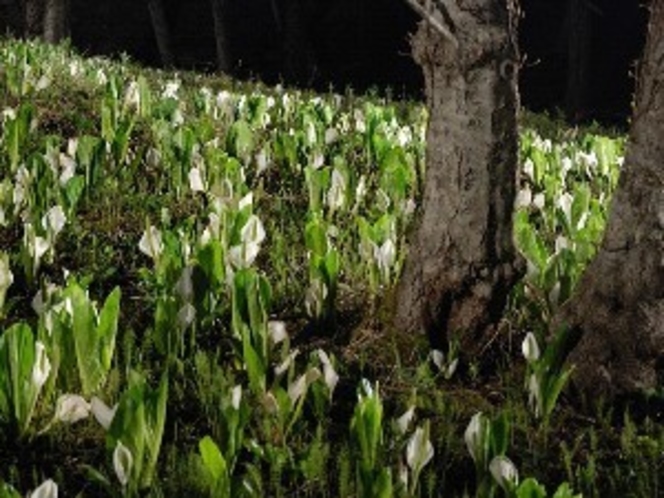 水芭蕉の森