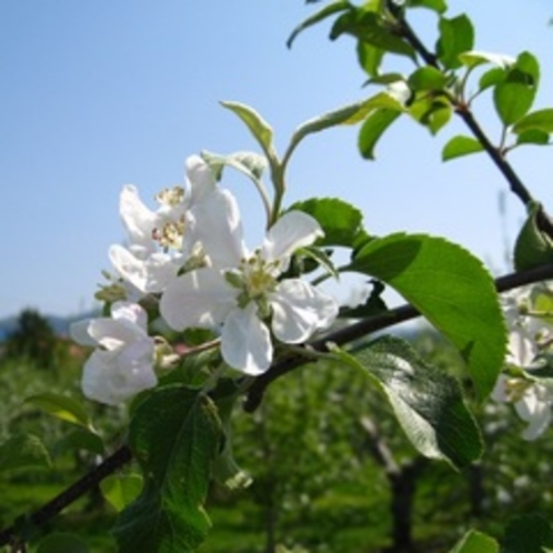 津軽りんごの花