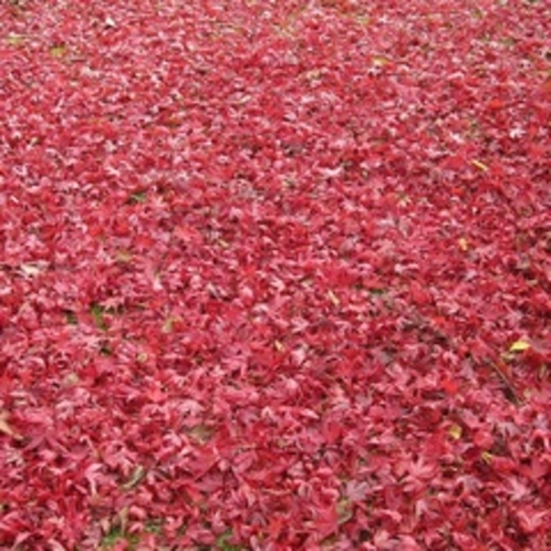 紅葉の落ち葉