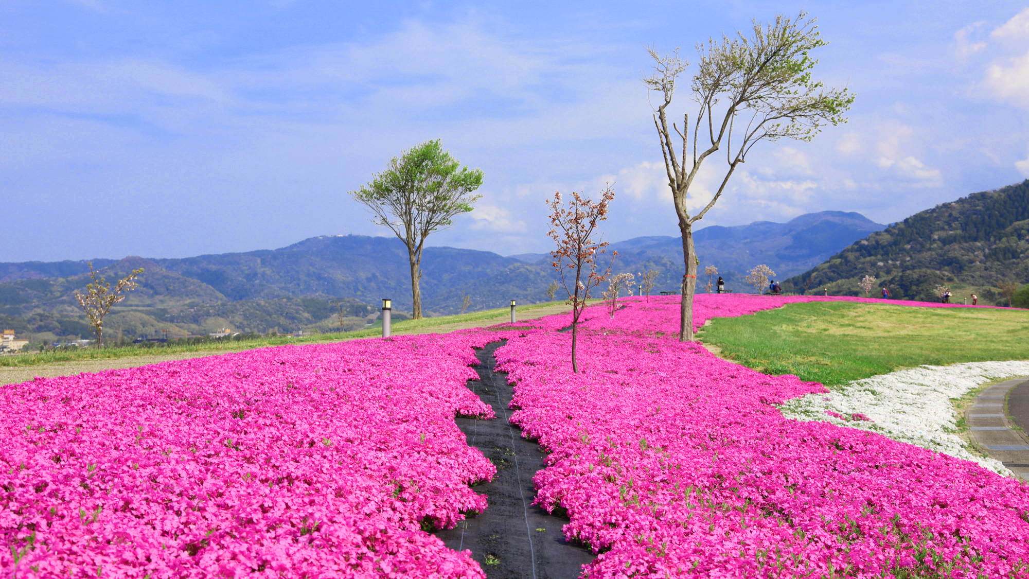 *【芝桜4月・めぐみのゆ公園】当館から車で3分・徒歩20分・芝桜ロードは人気の撮影映えスポット