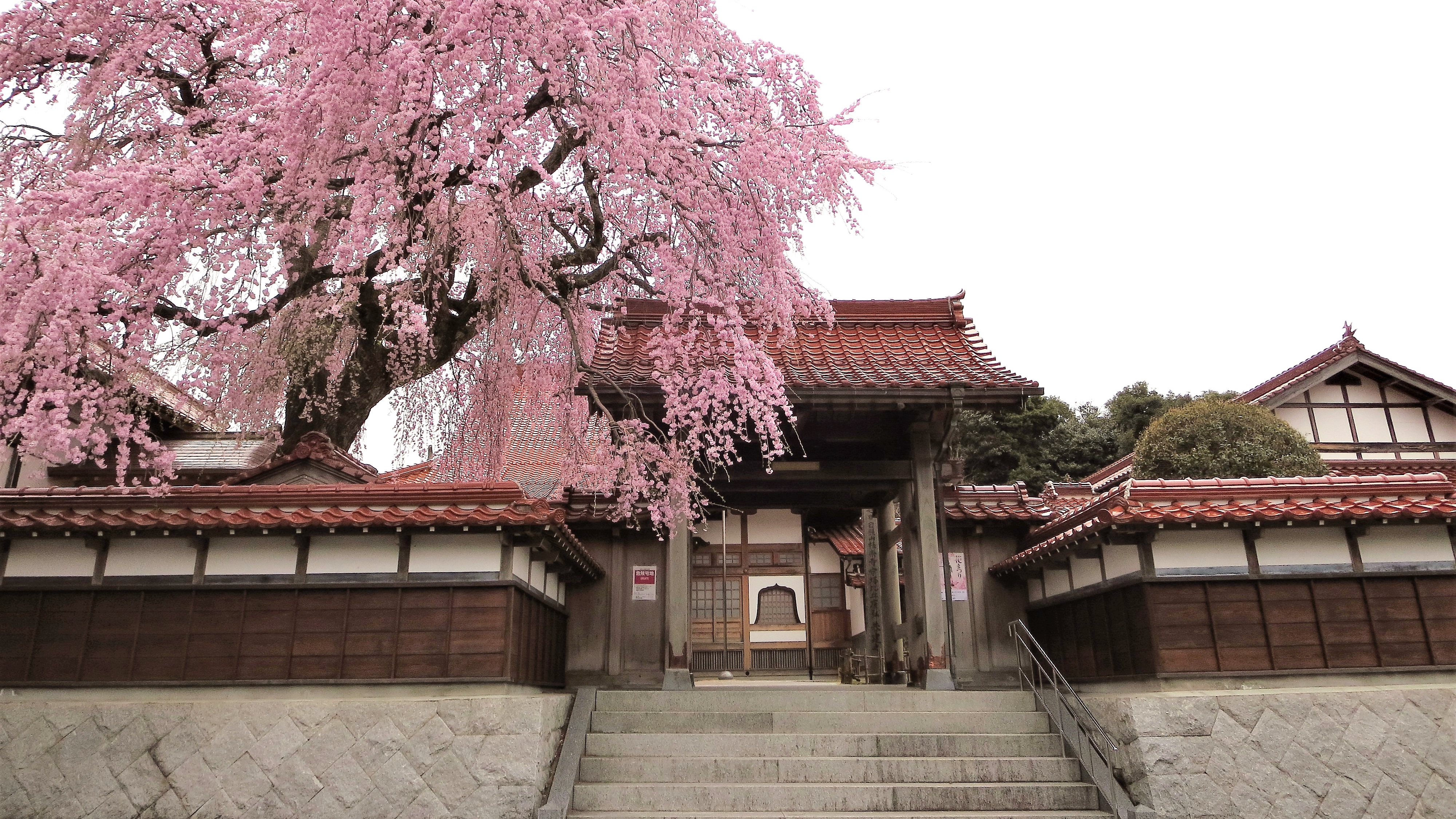 *【シダレ桜の名所・極楽寺】当館からお車で40分ほど。倉吉の名所極楽寺のシダレ桜