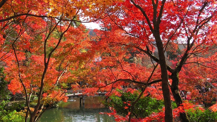 ◆◇秋旅で情緒あふれる京都！彩り豊かな紅葉を満喫♪＜朝食付＞◇◆