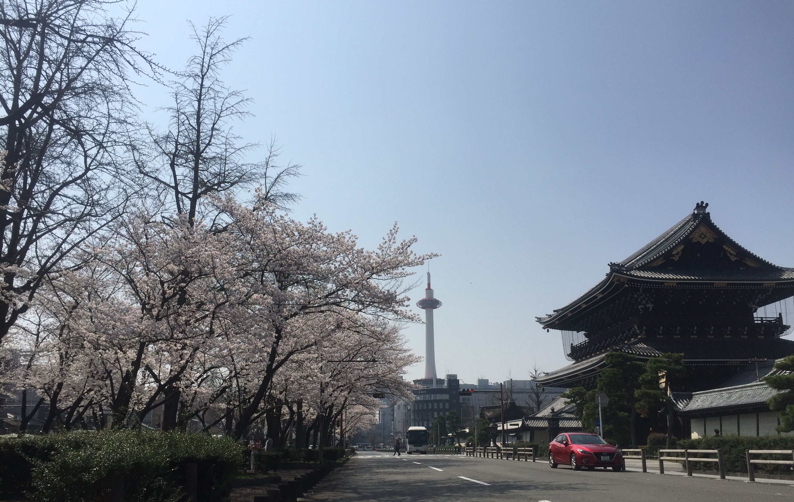 東本願寺前の桜風景