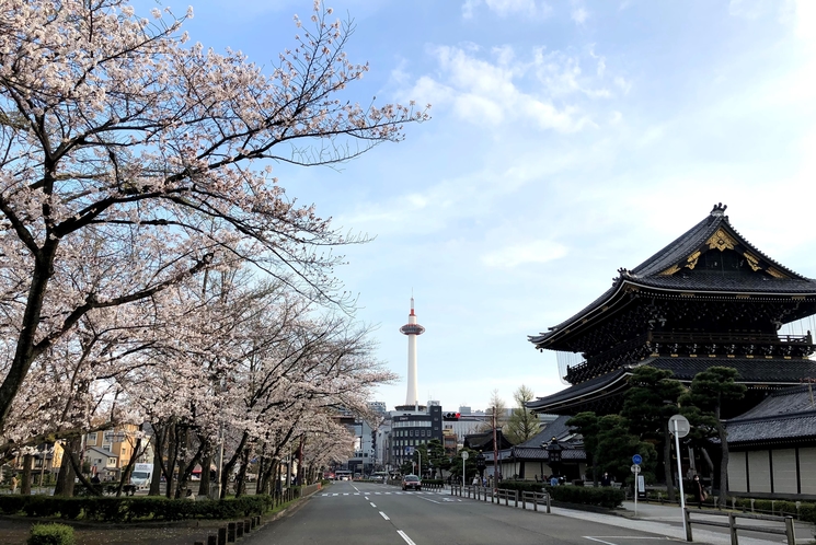 東本願寺前の桜風景（ホテル近く）
