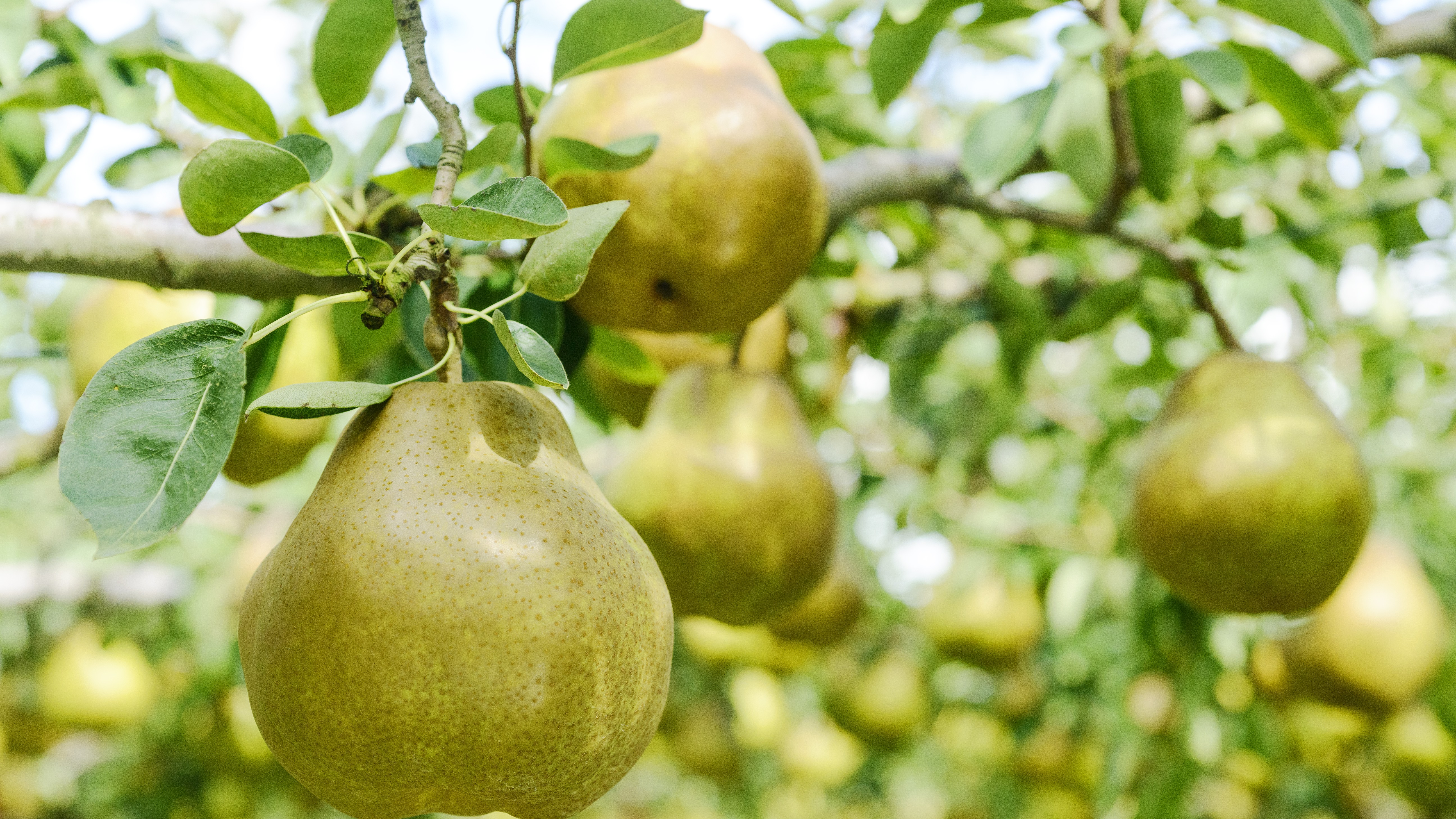 ◆ラ・フランス＊日本一の産地 天童