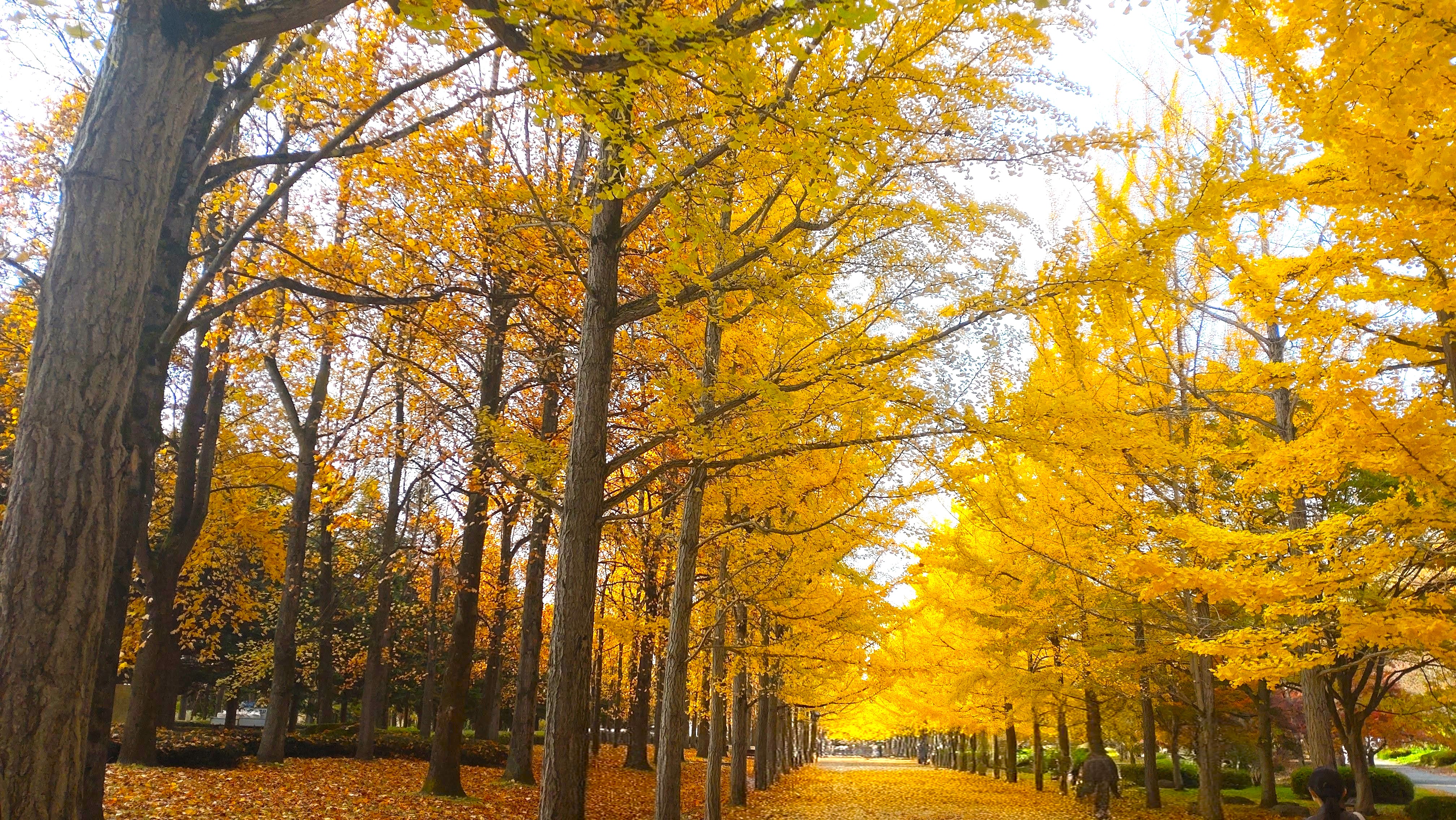 ◆天童総合運動公園＊秋～銀杏並木　ホテルからお車で約10分