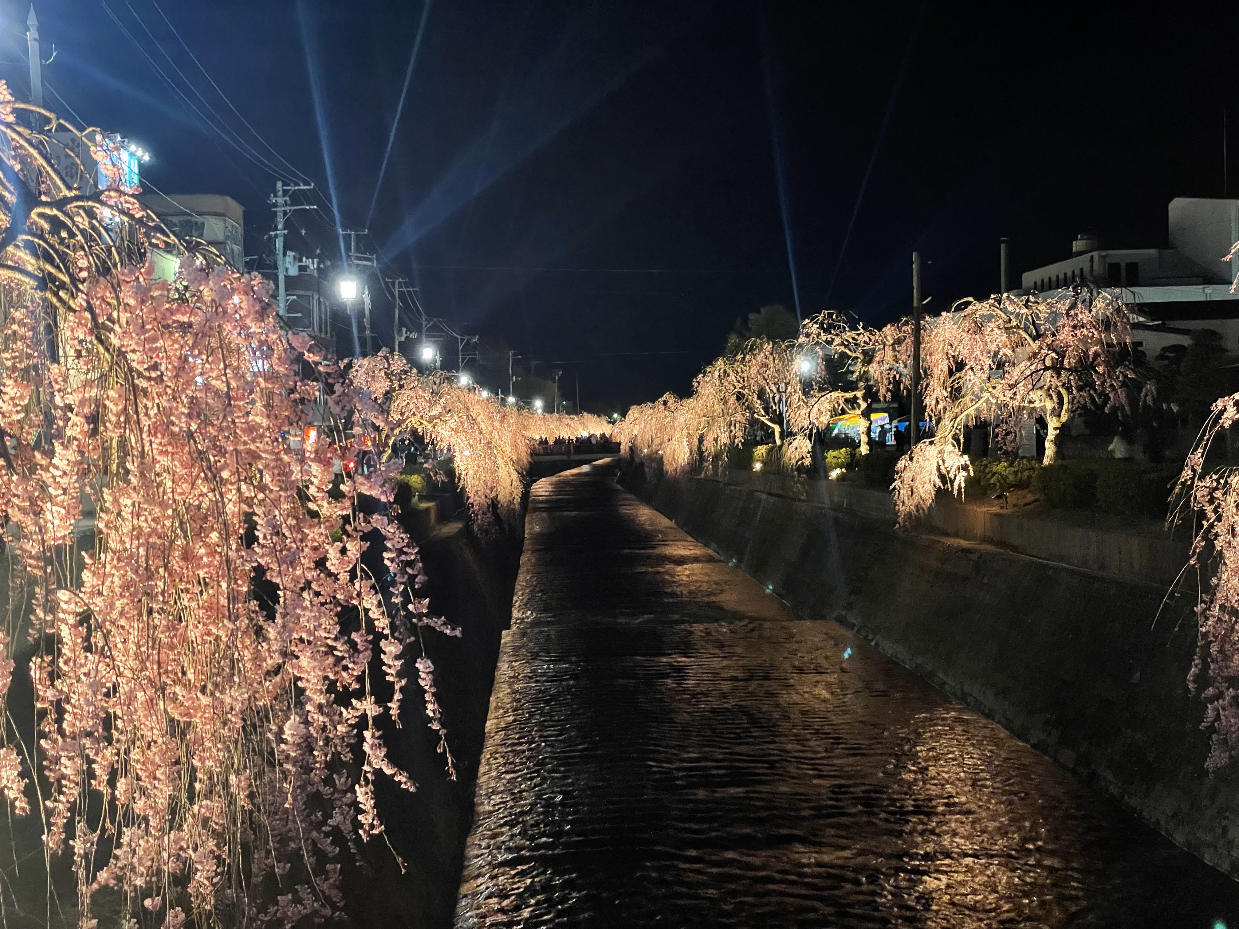 天童市内の枝垂桜のライトアップ