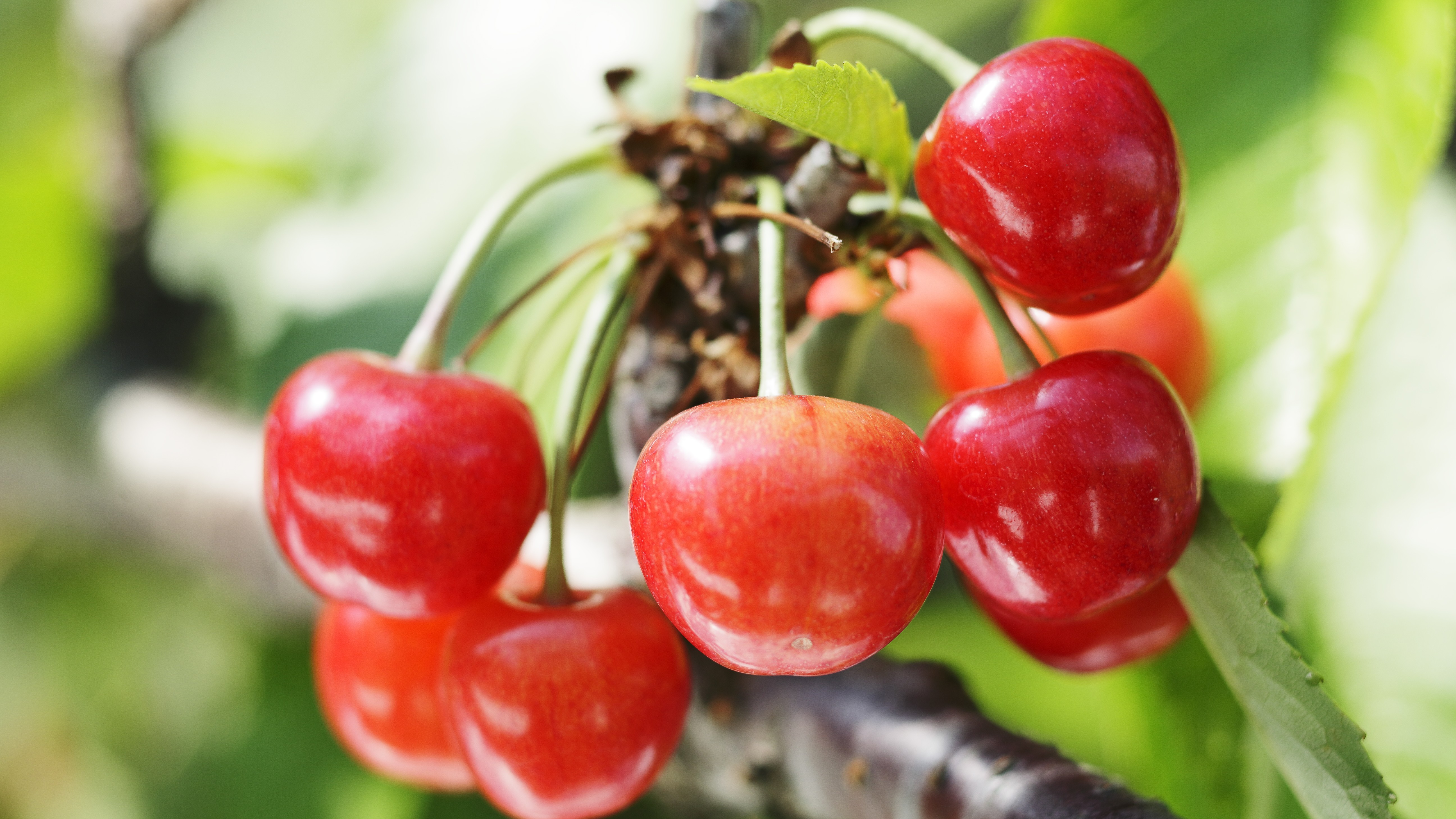 ◆山形のさくらんぼ＊６月上旬～7月初旬