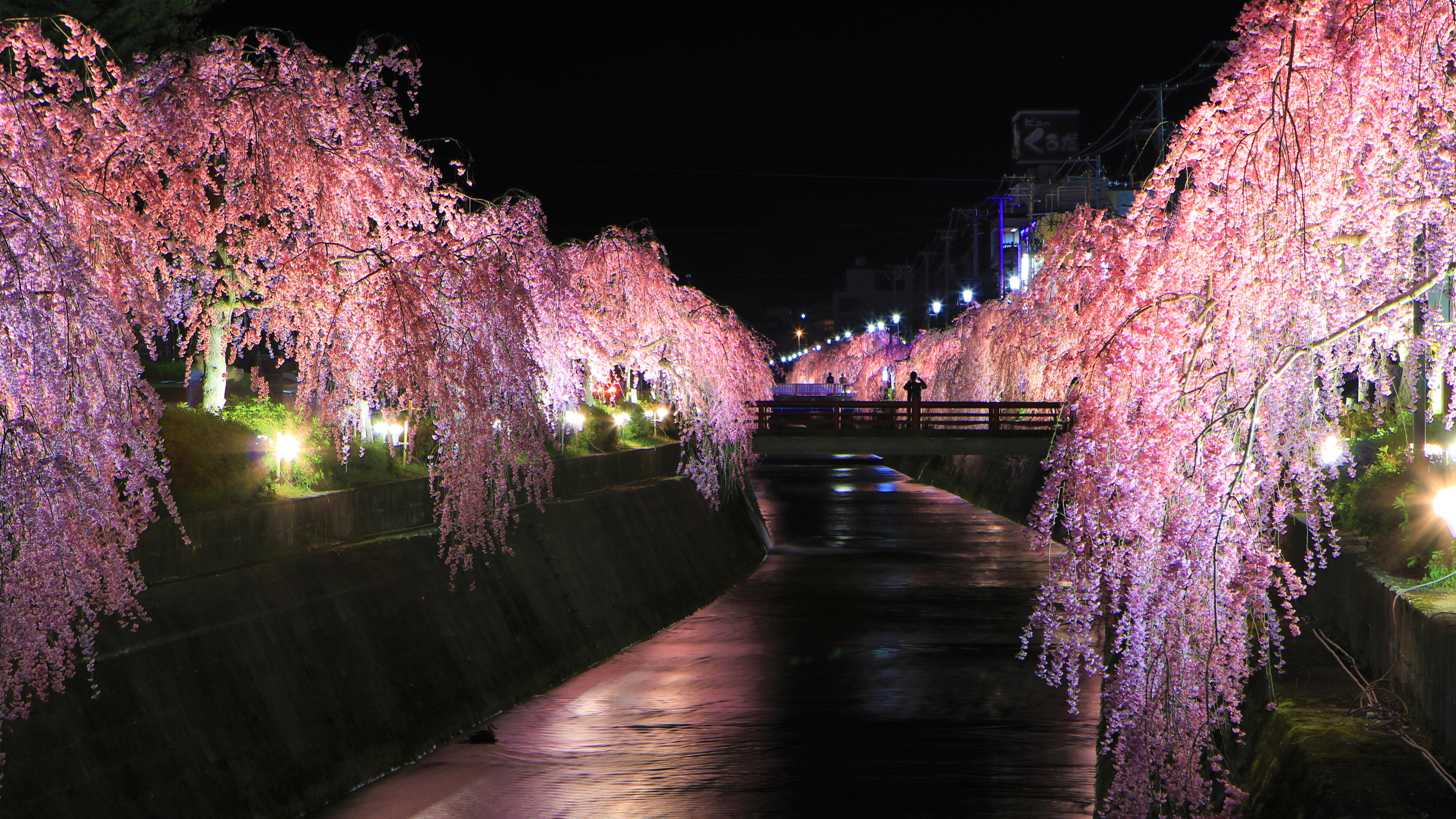 ◆倉津川の桜ライトアップ＊春～天童桜まつり