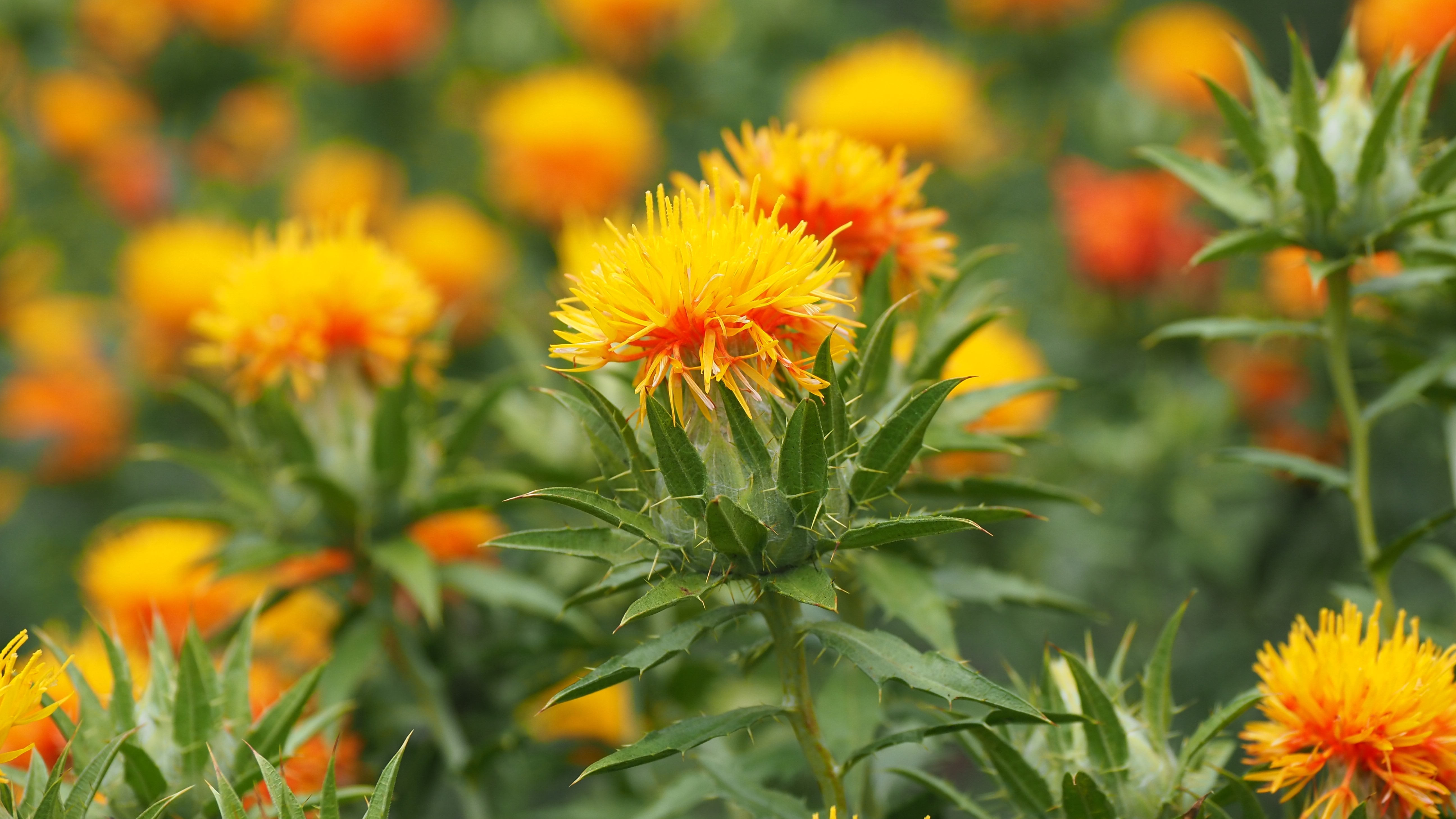 ◆紅花＊山形のシンボル
