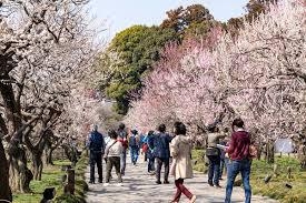 【水戸の梅まつり記念】自慢の「木内梅酒」200mlをプレゼント！手土産付×絶景朝食プラン♪