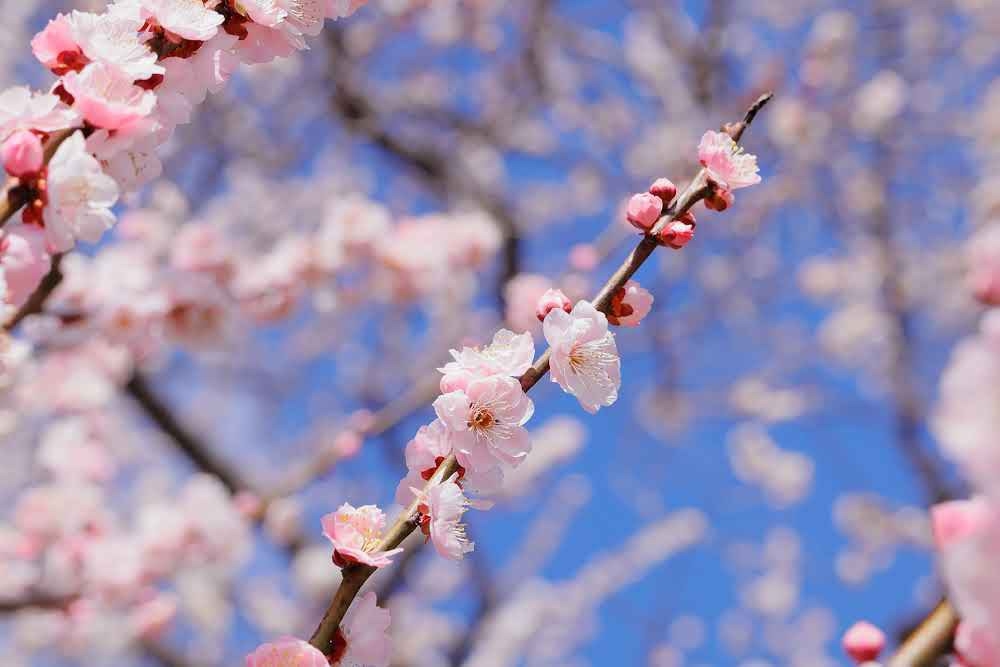 【水戸の梅まつり記念】自慢の「木内梅酒」200mlをプレゼント！手土産付×絶景朝食プラン♪