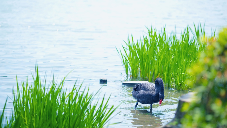 -千波湖-千波湖周辺では様々な水鳥がくつろいでます♪