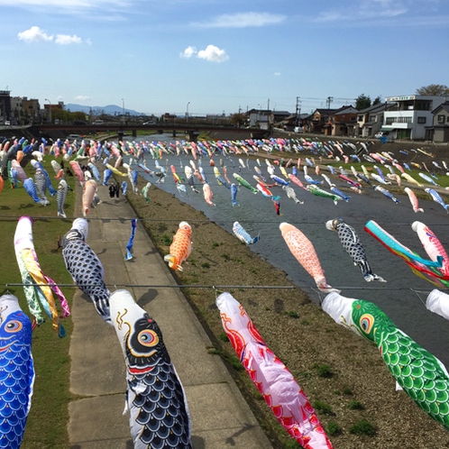 ゴールデンウィーク頃・加茂川の鯉のぼり　川の上で、風に泳ぐ雄大な約500匹の「鯉」（車で50分）