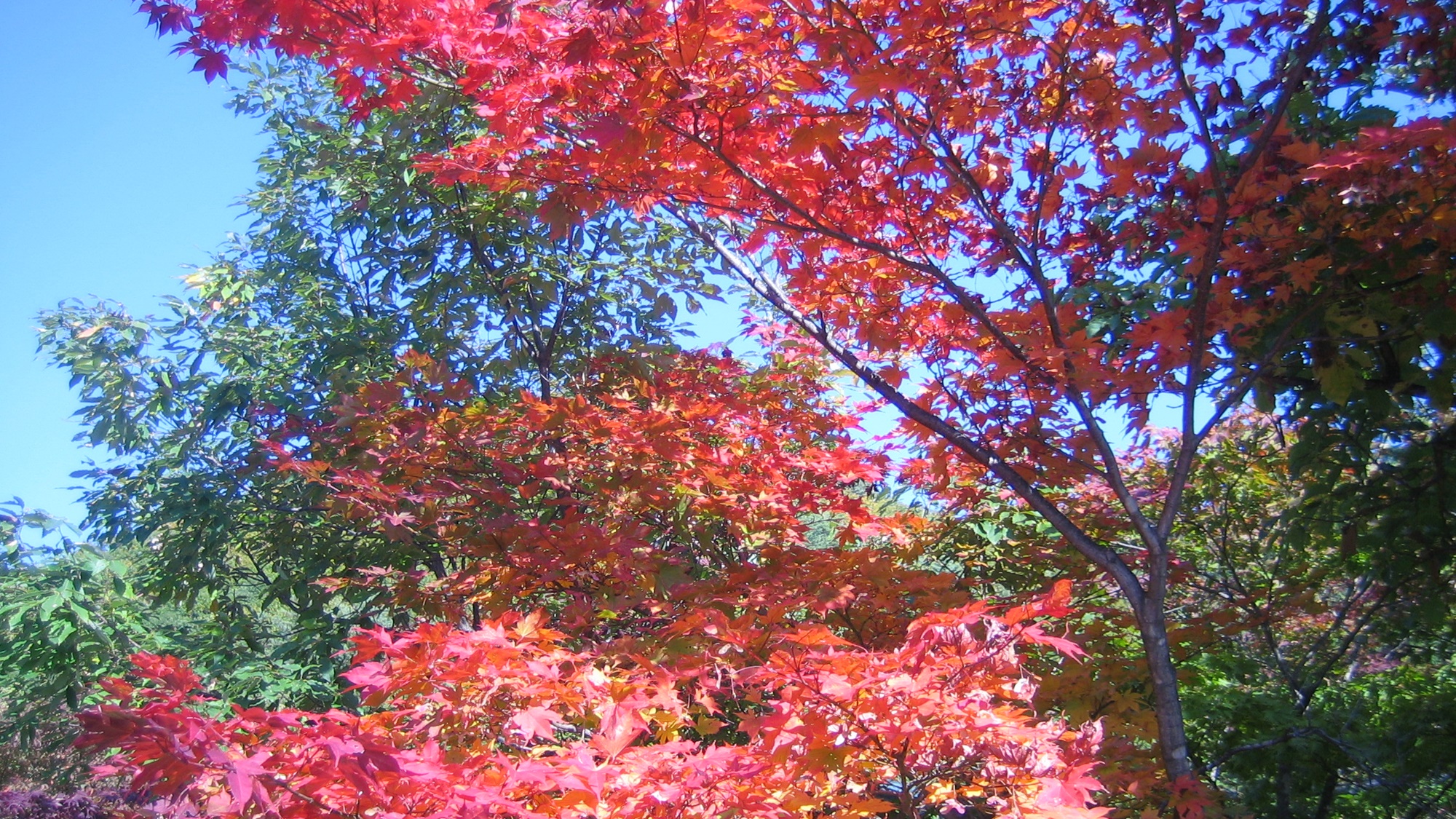 *≪秋の風景≫宿周辺も秋模様です。