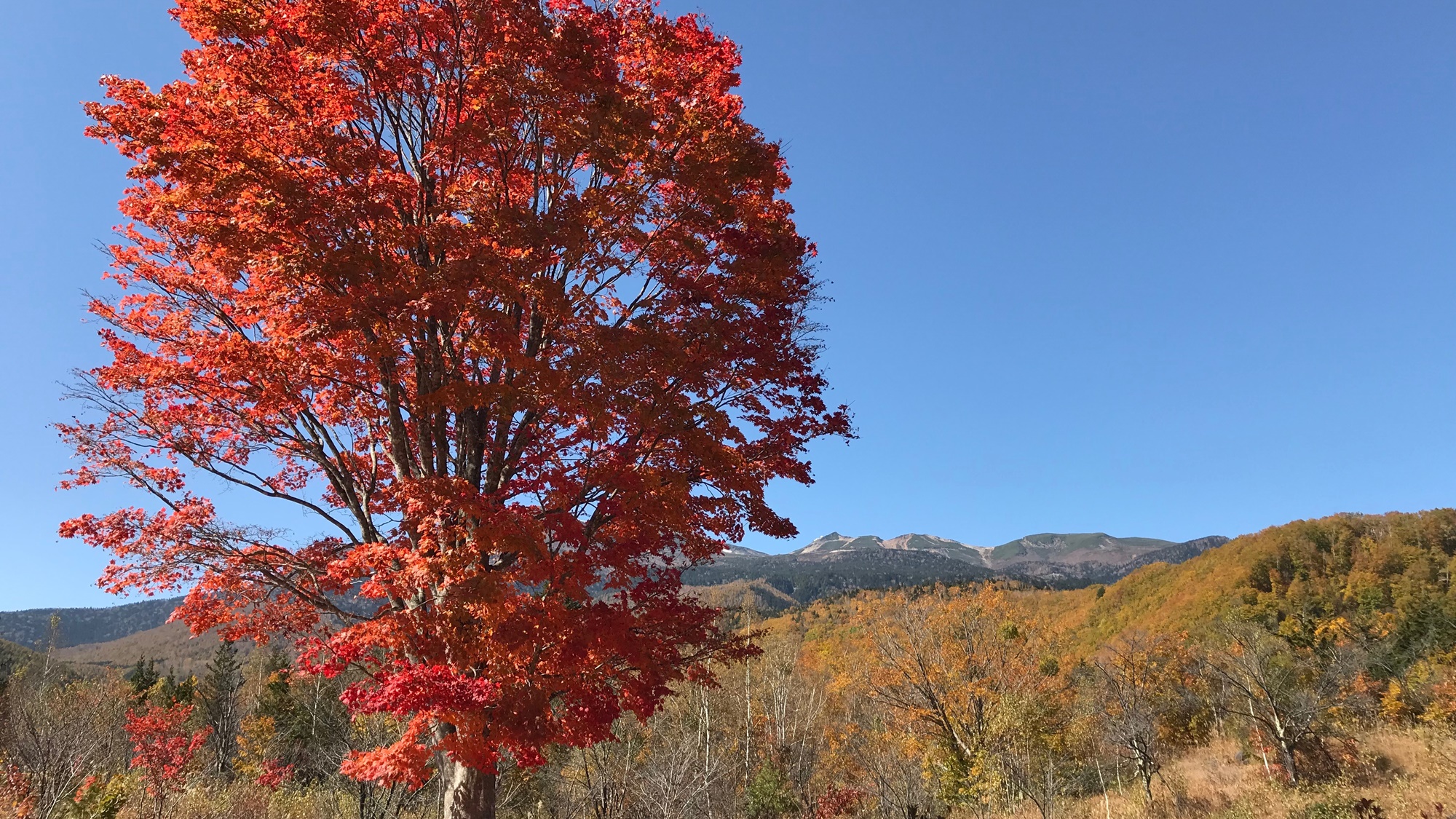 *【紅葉/周辺】乗鞍岳の大カエデ。紅葉に染まる山々を見ながら、登山やハイキングはいかがでしょう？