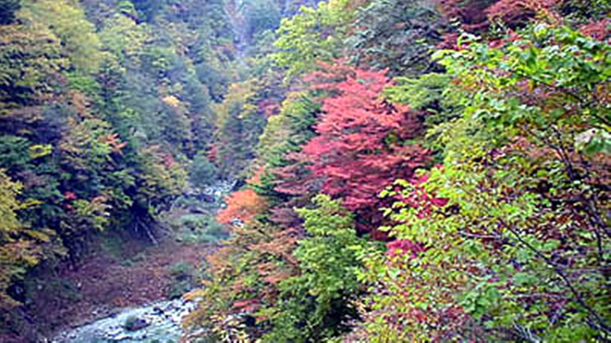 *≪高瀬渓谷≫紅葉の見頃は10月中旬～11月上旬です。