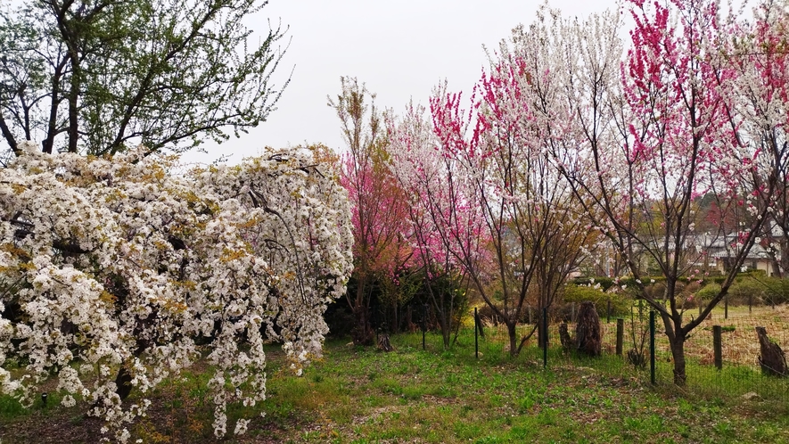 *［KEYAKIのお庭］四季折々の草花が心地よいガーデン 春の芽吹きと鮮やかな色合いには特別心が躍り