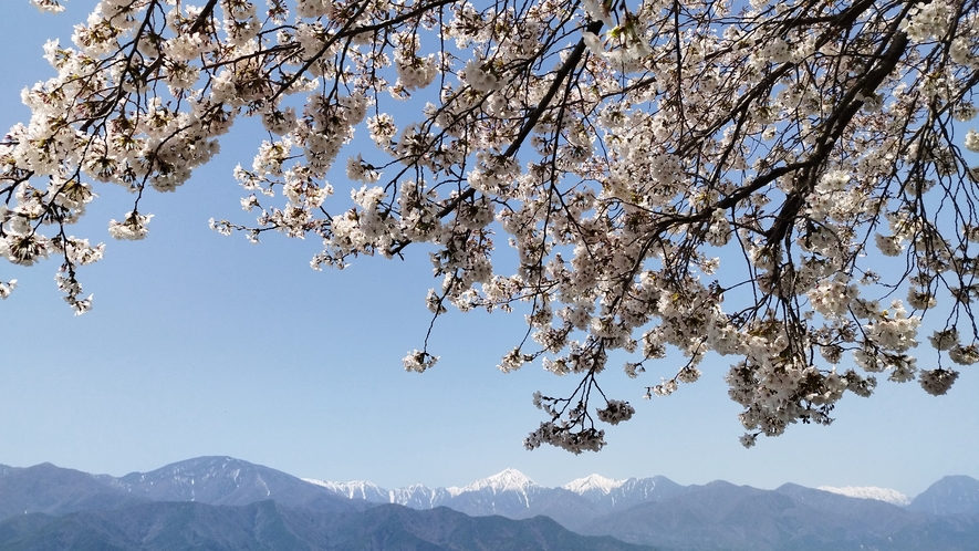 *[拾ヶ堰]お車約15分 桜とアルプスのコントラストが楽しめるのは例年4月中旬前後！ぜひ足をお運びく