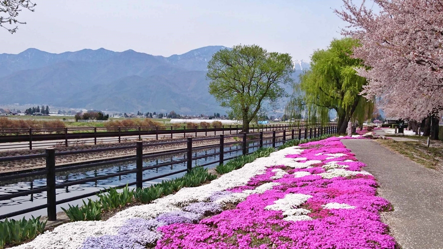 *[拾ケ堰(じっかせぎ)]春の拾ケ堰は、芝桜・桜のコラボレーションを楽しめます。