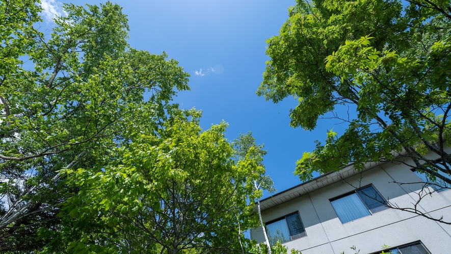 真っ青な空と新緑の木々とのコントラスト