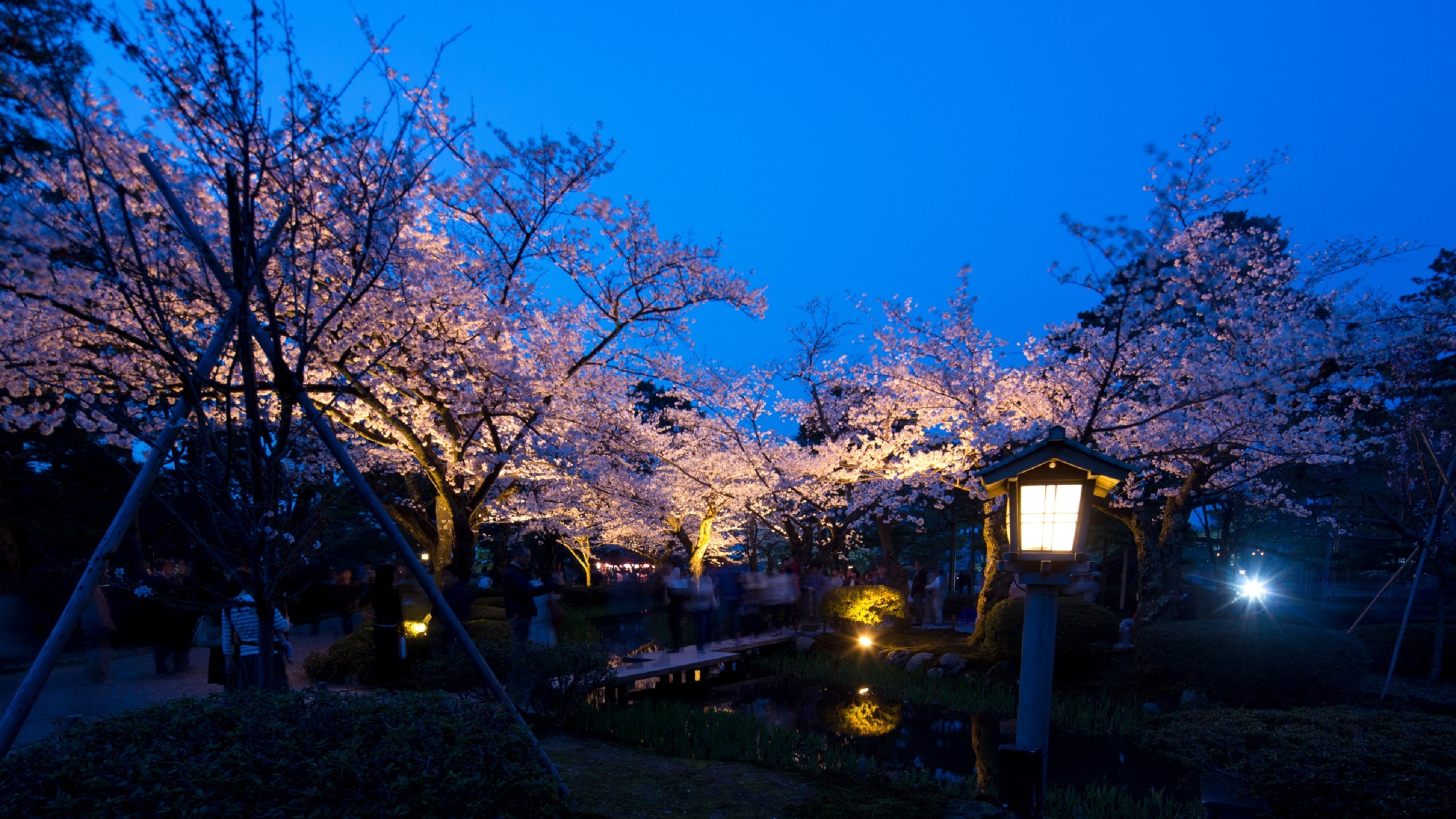 兼六園・桜　(ライトアップの様子)(写真提供：金沢市）