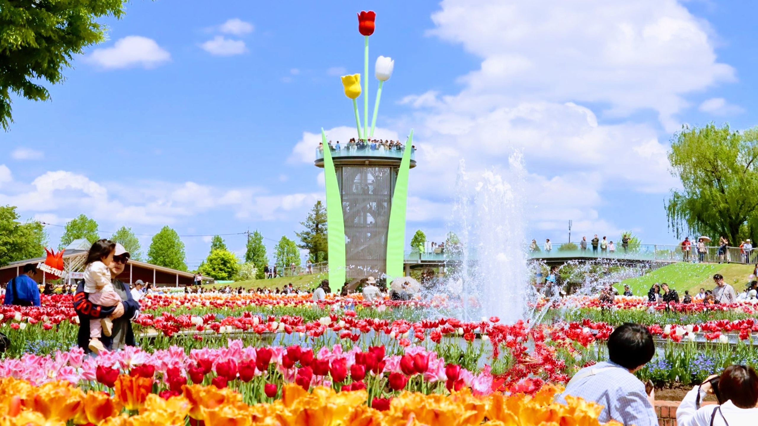 会場には700品種、300万本のチューリップが咲き誇り、青い空と色鮮やかなチューリップの美しい光景を楽しむことができます。 アパホテルからチューリップフェアの会場までは、徒歩20分。