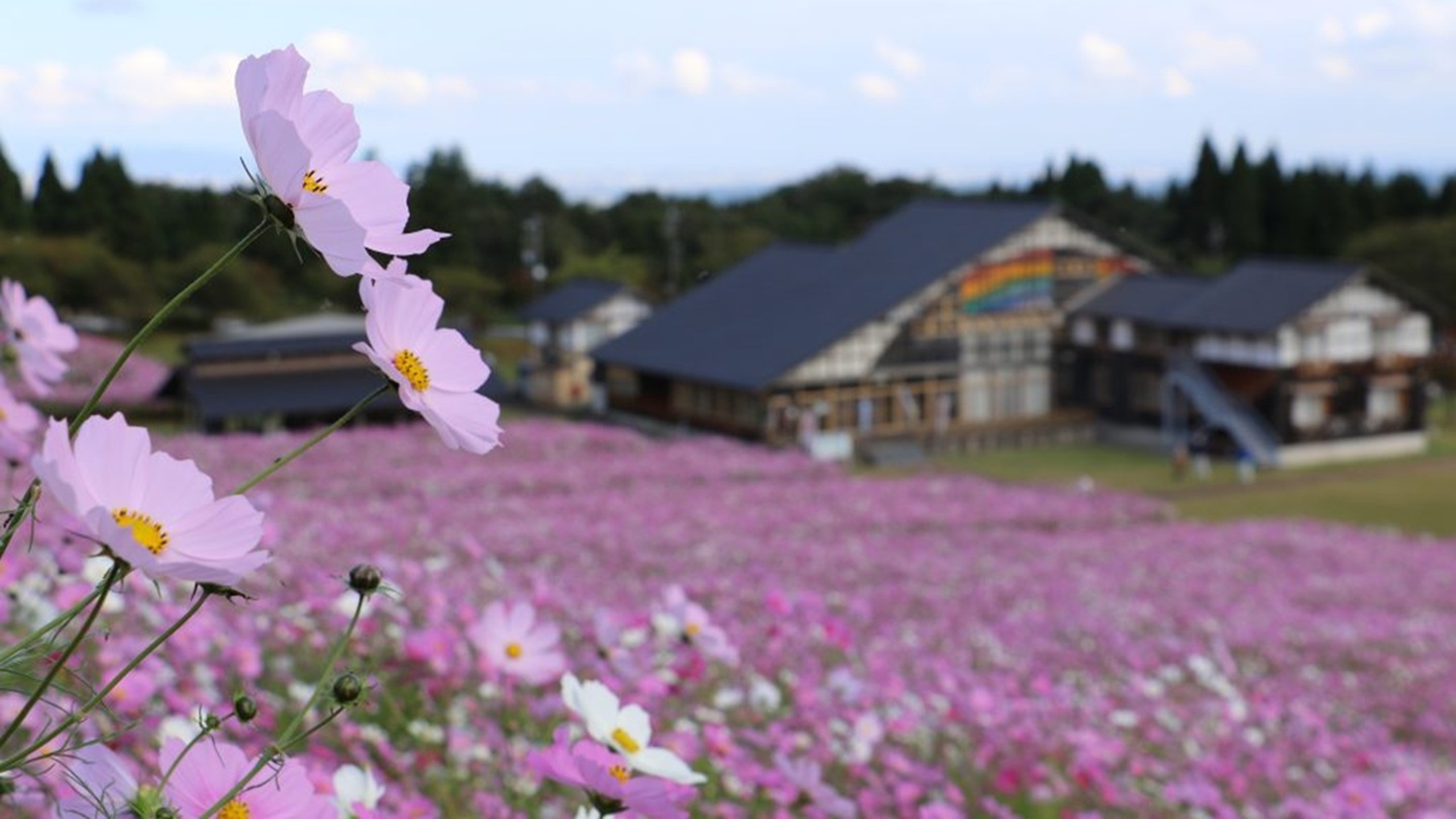 夢の平コスモスウォッチング［開催期間：毎年10月初旬］アパホテルから車で20分【画像提供：砺波市】