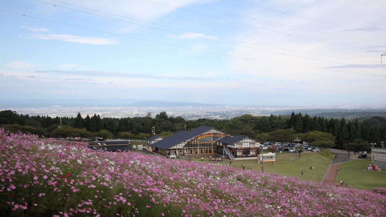 となみ夢の平コスモスウォッチング（画像提供：砺波市）