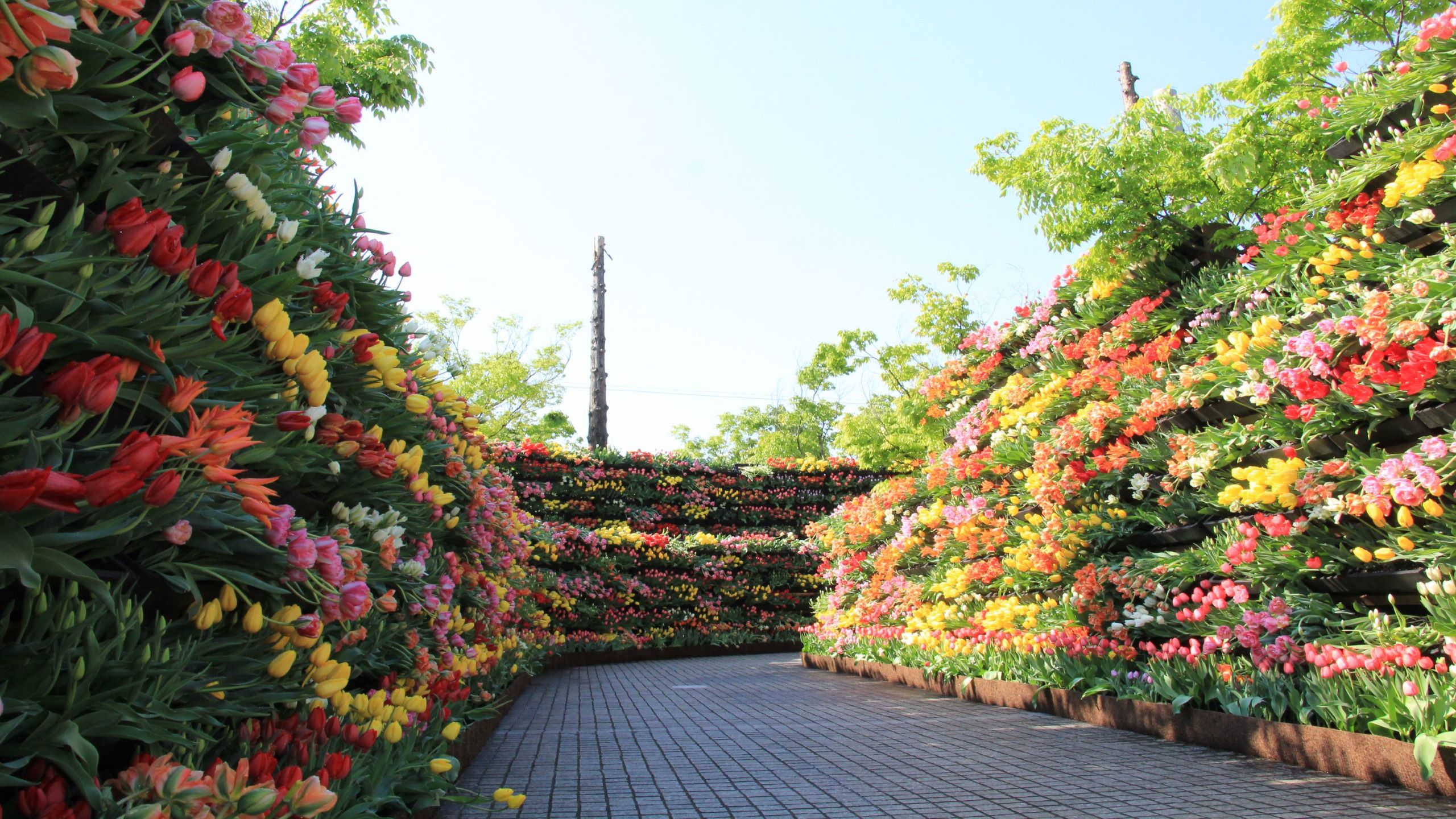 チューリップフェア2022　花の大谷（画像提供：砺波市）