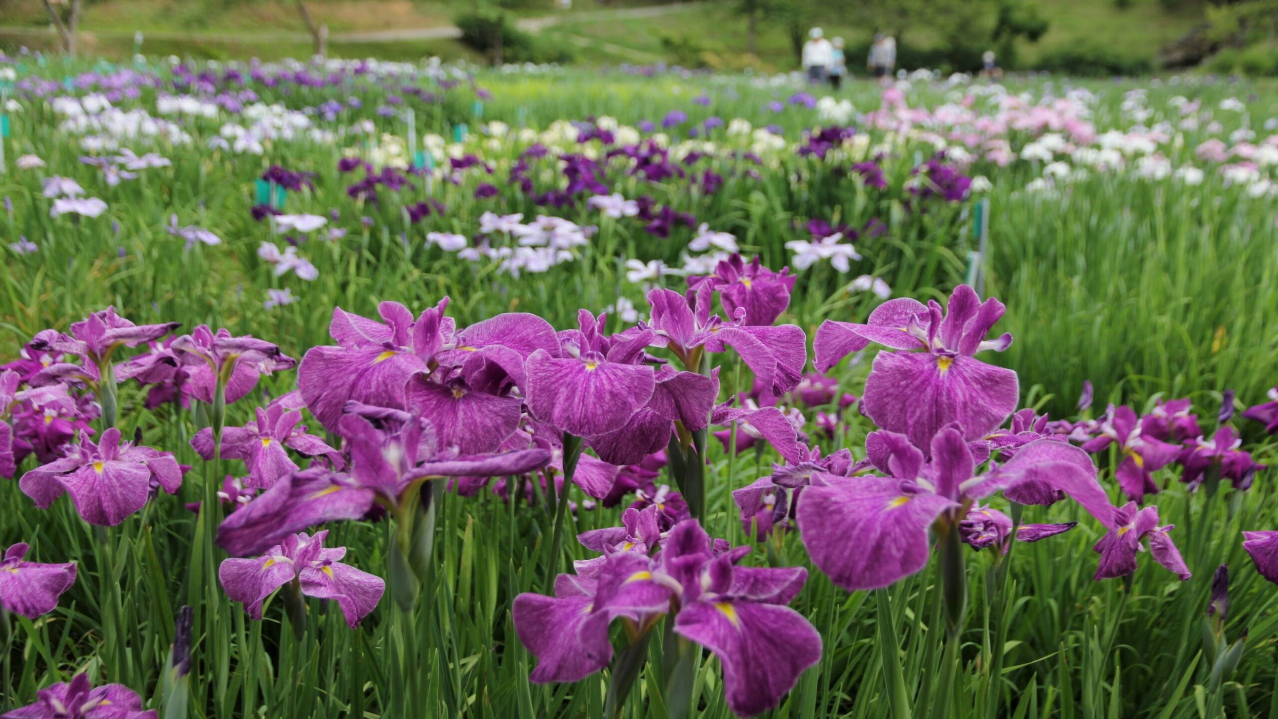 花しょうぶ祭り（画像提供：砺波市）