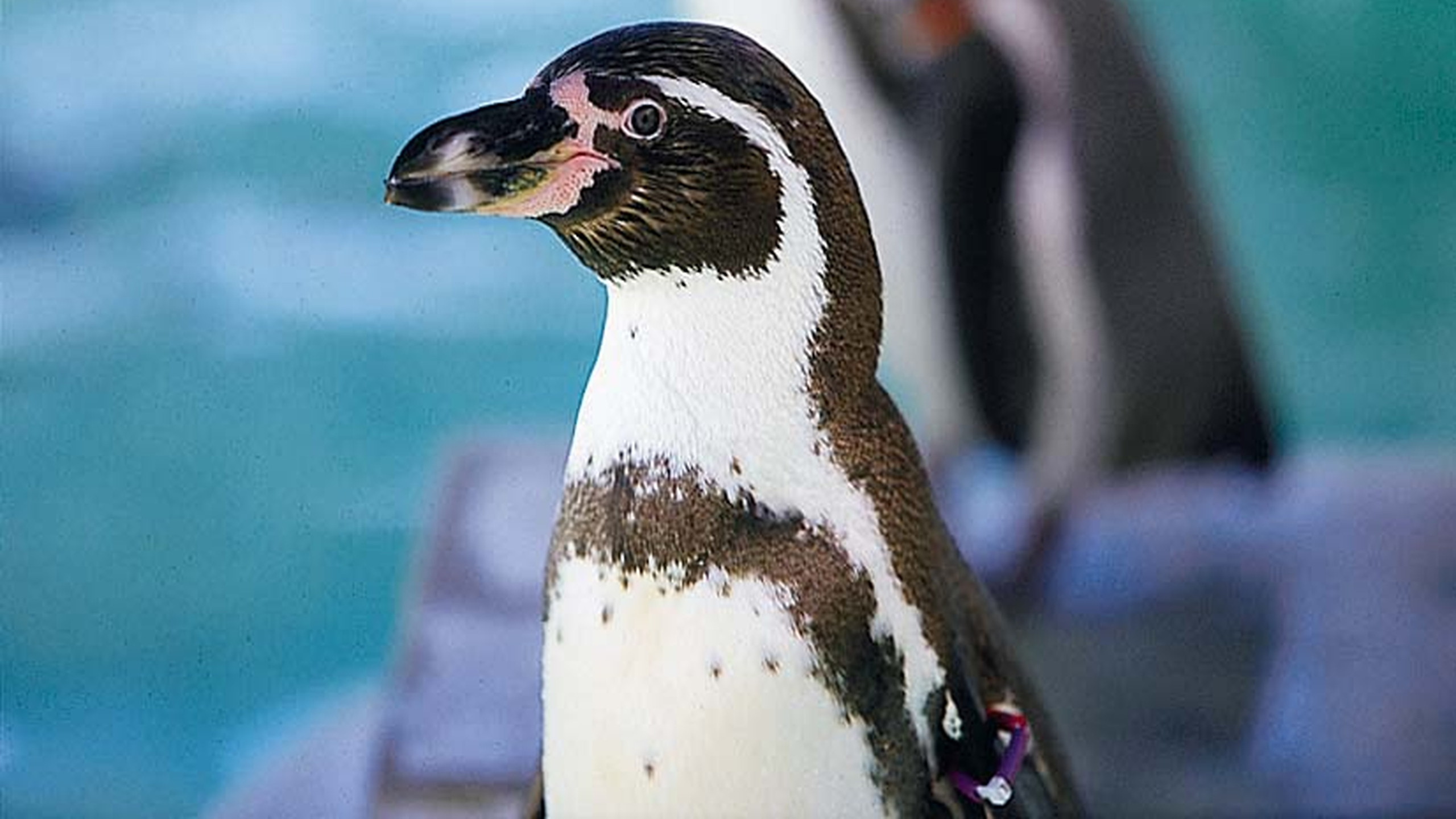 『水族館のペンギン』【写真提供：魚津市役所】