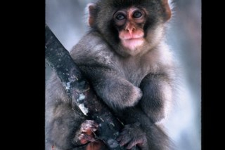 snow monkey