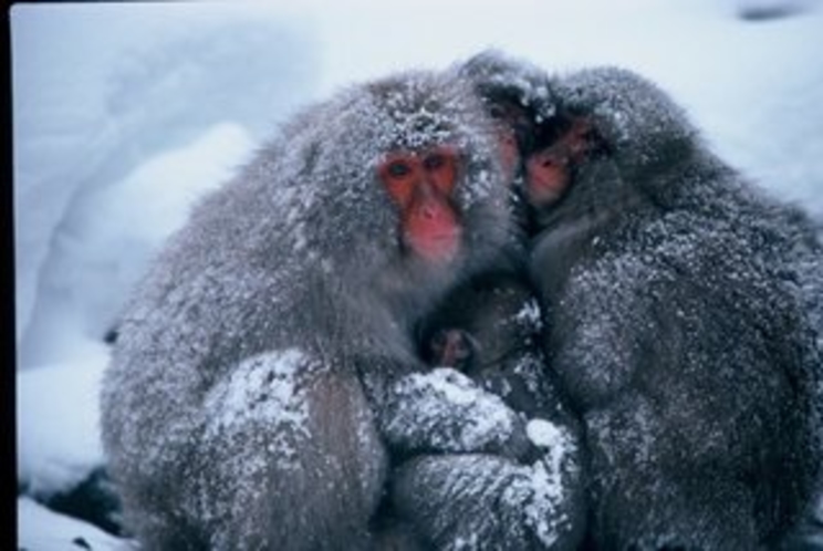 snow monkey