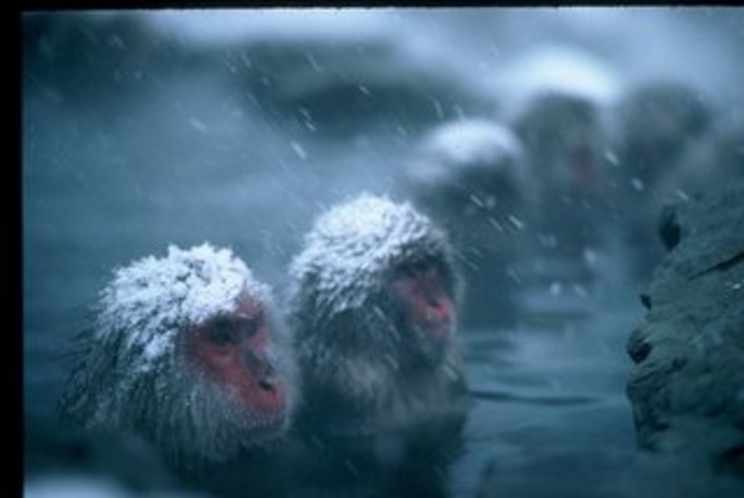 snow monkey