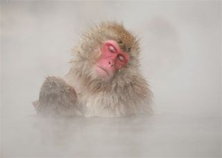 snow monkey