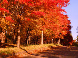 紅葉道路