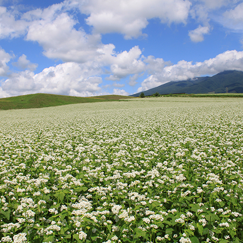 【周辺】秋口には一面に広がる白い花が蕎麦畑を包みこみます。