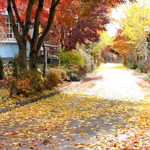 【景観】秋になると色鮮やかなモミジやイチョウの木に目を奪われます。